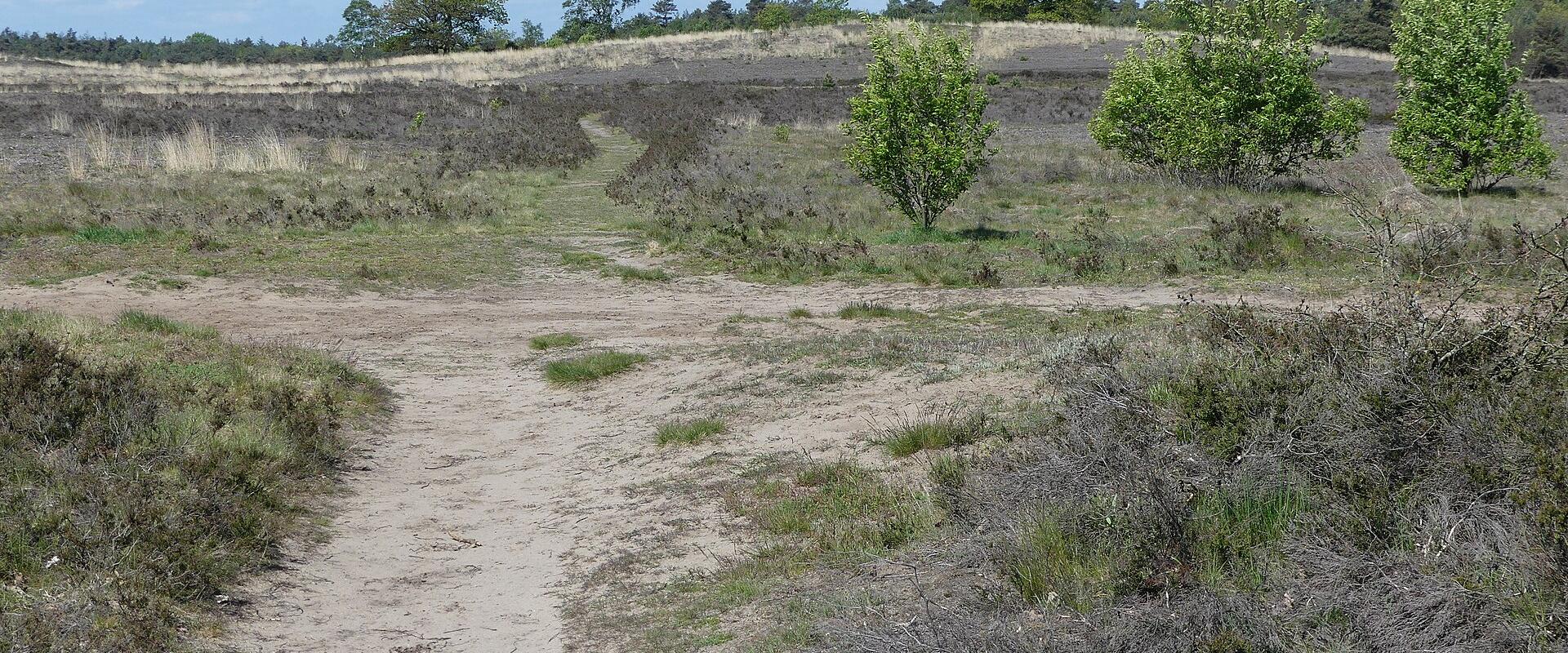 Sandy path across the heather of the Elspeetsche Heide