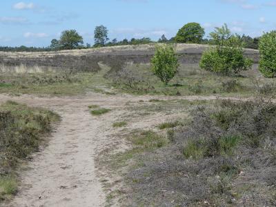 Sandy path across the heather of the Elspeetsche Heide