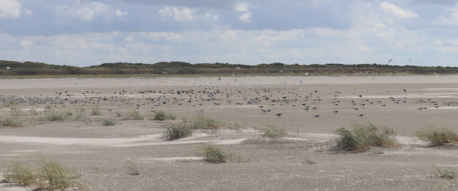 The vast sandy beach of Schiermonnikoog