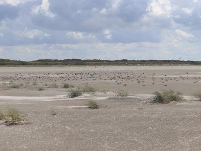 The vast sandy beach of Schiermonnikoog